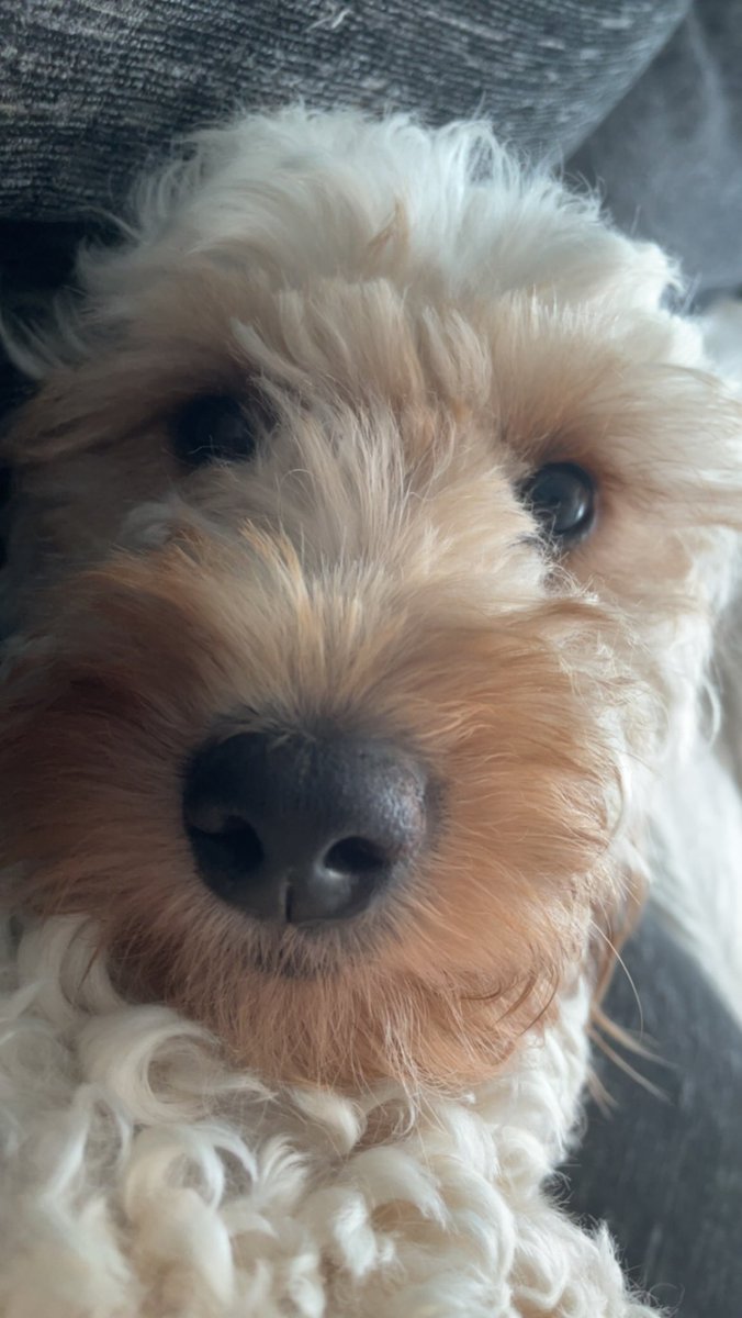 Slayerloll's tweet photo. @emuhlys my puppy Gracie. very cute https://t.co/dVKop3Pr4l