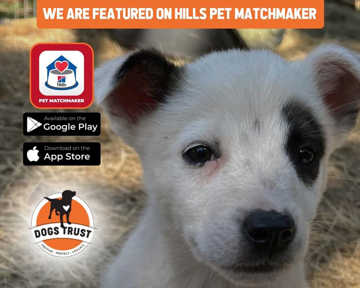TheDogsTrust's tweet photo. Did you know we are featured on Hill’s Pet Nutrition Pet Matchmaker App?
Thank you Hills for helping us find the perfect homes for our rescues.
Download the app and start swiping to find your perfect match! 

https://t.co/dh3jSyuG4b

 #PetMatchmaker https://t.co/KLOxEkTniY
