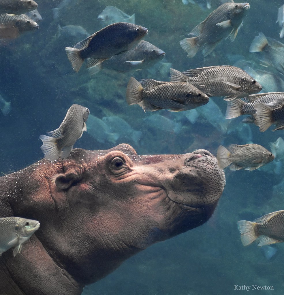 Cincinnati Zoo on Twitter "Fiona! Fiona and the rest of the bloat