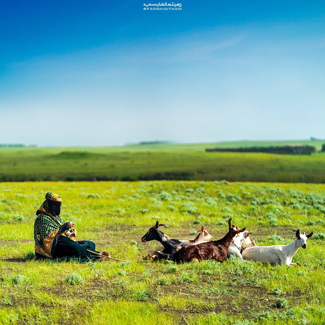 FarsiHaitham's tweet image. المرأة الريفية في ظفار ومهنة رعي الاغنام 🐐🌲♥️