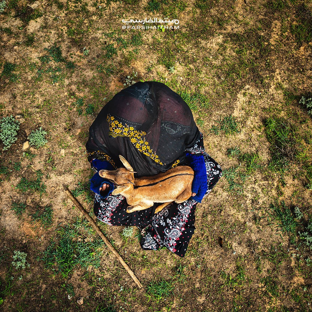 FarsiHaitham's tweet image. المرأة الريفية في ظفار ومهنة رعي الاغنام 🐐🌲♥️