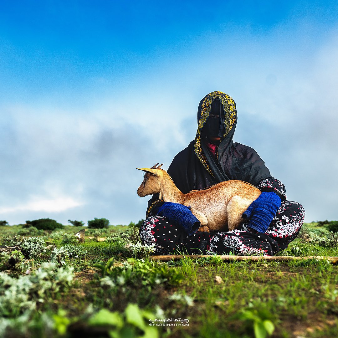 FarsiHaitham's tweet image. المرأة الريفية في ظفار ومهنة رعي الاغنام 🐐🌲♥️