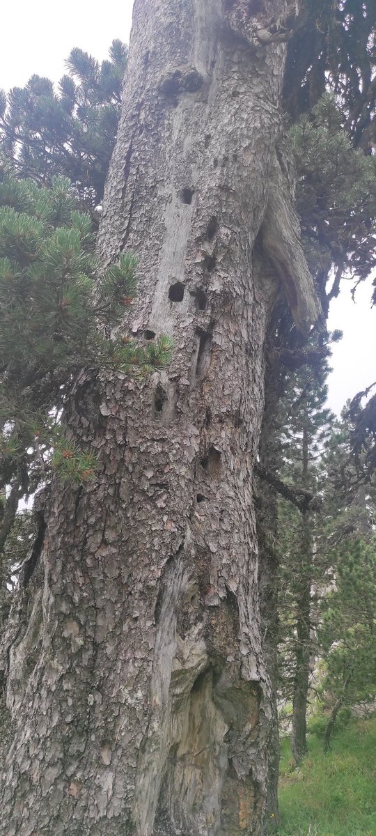 Esta semana los compañeros y compañeras de @GanNavarra, han estado realizando visitas de campo de prospección para la determinación de rodales de referencia en el espacio natural protegido de Larra-Aztaparreta, una de las formaciones kársticas más extensas de Europa
#LIFEUNCINATA