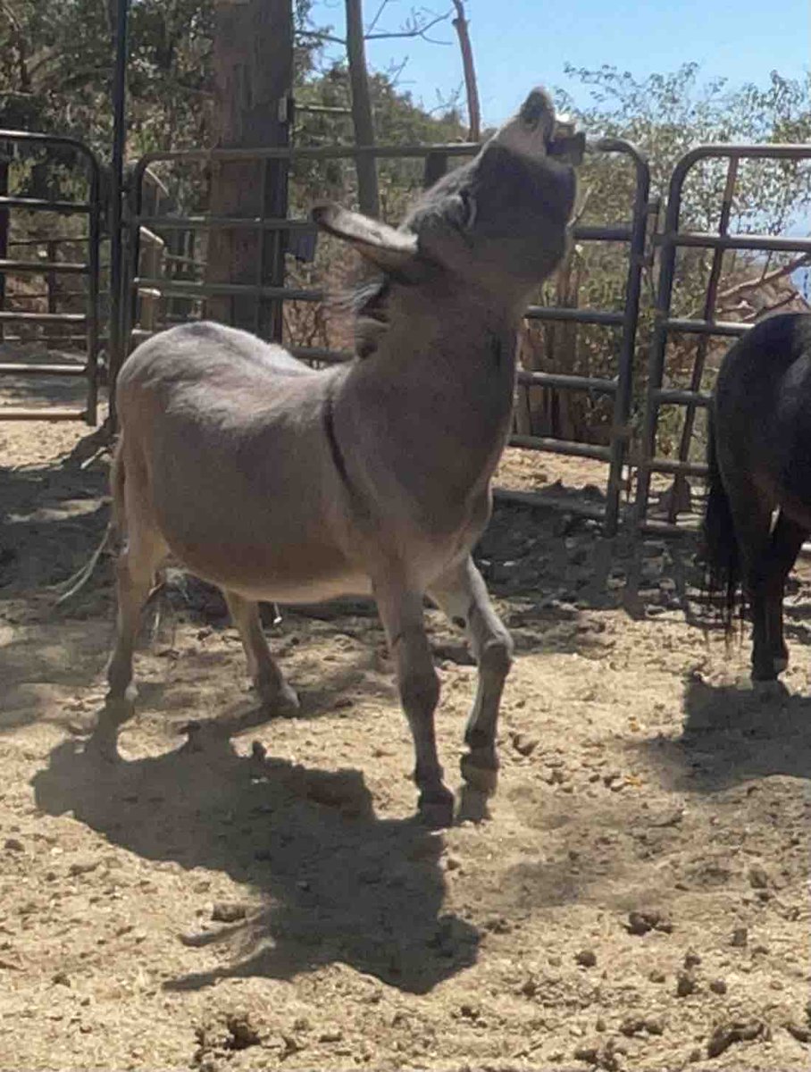 SunsetRanchLA's tweet image. Smiles all around 🥰 #summer2023 #sunsetranchhollywood #hollywoodsign #minidonkey