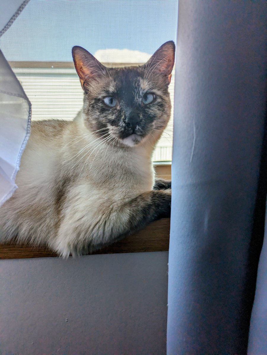 Do you remember when you joined Twitter? I do! #MyTwitterAnniversary 
#catgirl #CatsOfTwitter #SiamesePlease #Luna #LunaBear #yearinthemaking #BuddyandLuna