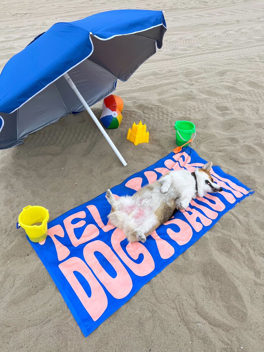 dog_rates's tweet photo. We made a beach towel! Huge thanks to Nacho the corgi for modeling it. Supplies are limited. Order yours below! 🏖

https://t.co/zJVvI2GYGr https://t.co/WkMv9hGRj7
