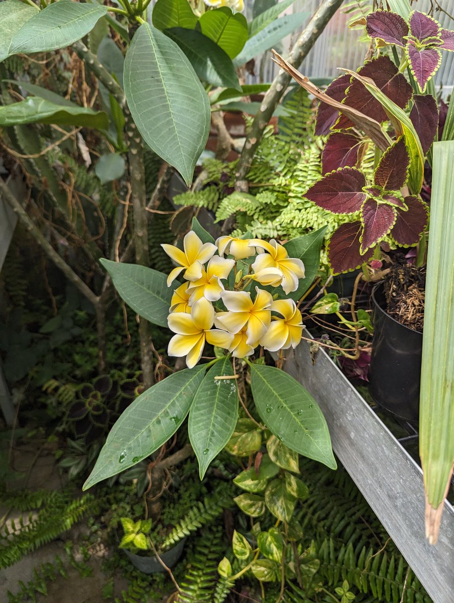 realgedmiller's tweet image. A flower for a change!

#namethatplant