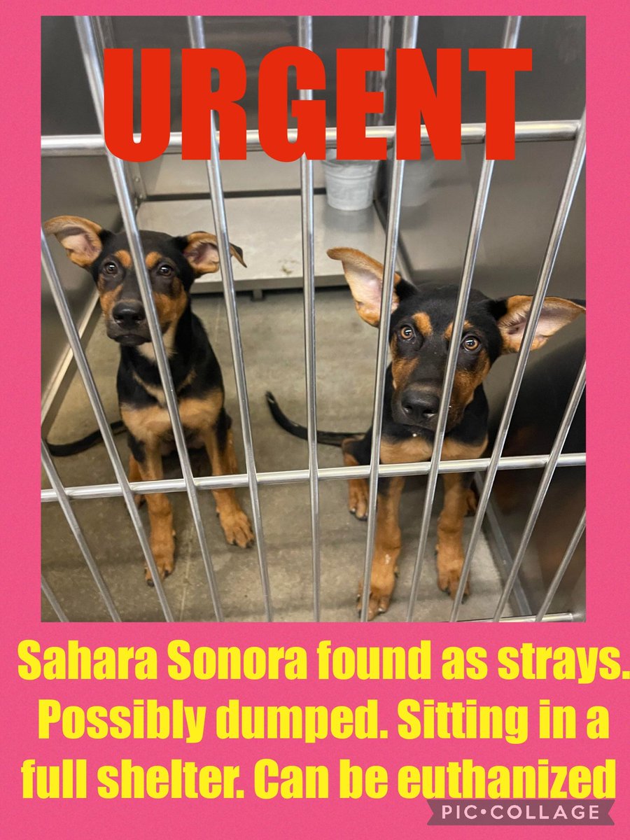 carawil17888192's tweet photo. $140.00 in pledges needs 260.00 in  pledges for vetting and transport 

Sahara Sonora found as strays. Possibly dumped. Sitting in a full shelter. Can be euthanized 

#53714885
#53714873
Female 
Young adult 

Russell Cnty-Phenix City AL

#rescue #pitbull  #adopt #puppies #dogs https://t.co/r0qoDXmFoq