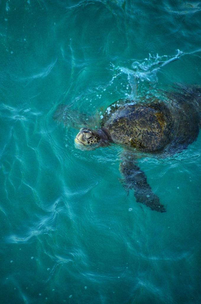 CutziOchoa's tweet photo. #2023BNTTIPN #IPN #CBG #3/7
Las estrategias reproductivas de las tortugas marinas son poco conocidas debido a la dificultad de llevar a cabo investigaciones en los hábitats oceánicos donde se desarrolla gran parte de su ciclo vital. https://t.co/DcivoOisrE