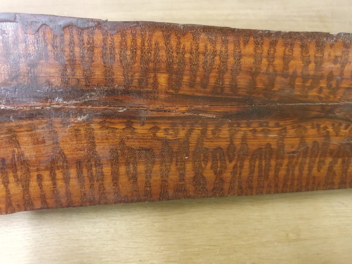 DoubleSlit1's tweet image. Holy mother of snakewood!