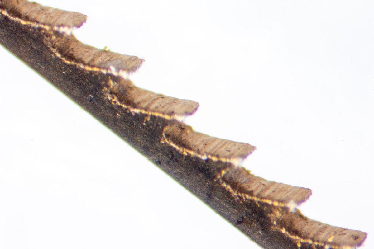 knewconcepts's tweet photo. Brian is working on an info flyer 📝 on the zen of sawing. In aid of that, 
he took some microscope pictures of a jeweler's blade, 📸 This is a #1️⃣ blade, at about 8X.🔍 Notice the burr that is responsible for some of their best qualities. Watch for the flyer to see more! https://t.co/e0uVqnnJU9