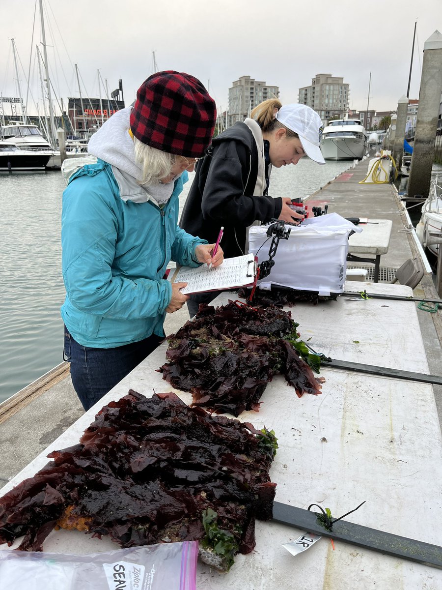 SERCinvasions's tweet photo. Last day of monitoring this week! Our tiles have been out for 9 months now and it’s exciting to see the growth and changes that have occurred since the spring! #LivingSeawall #Surveys #SFBay #SERCWest #SouthBeachHarbor 
📷 @jsickashere, @CorrynKnapp https://t.co/k1T6PxwD73