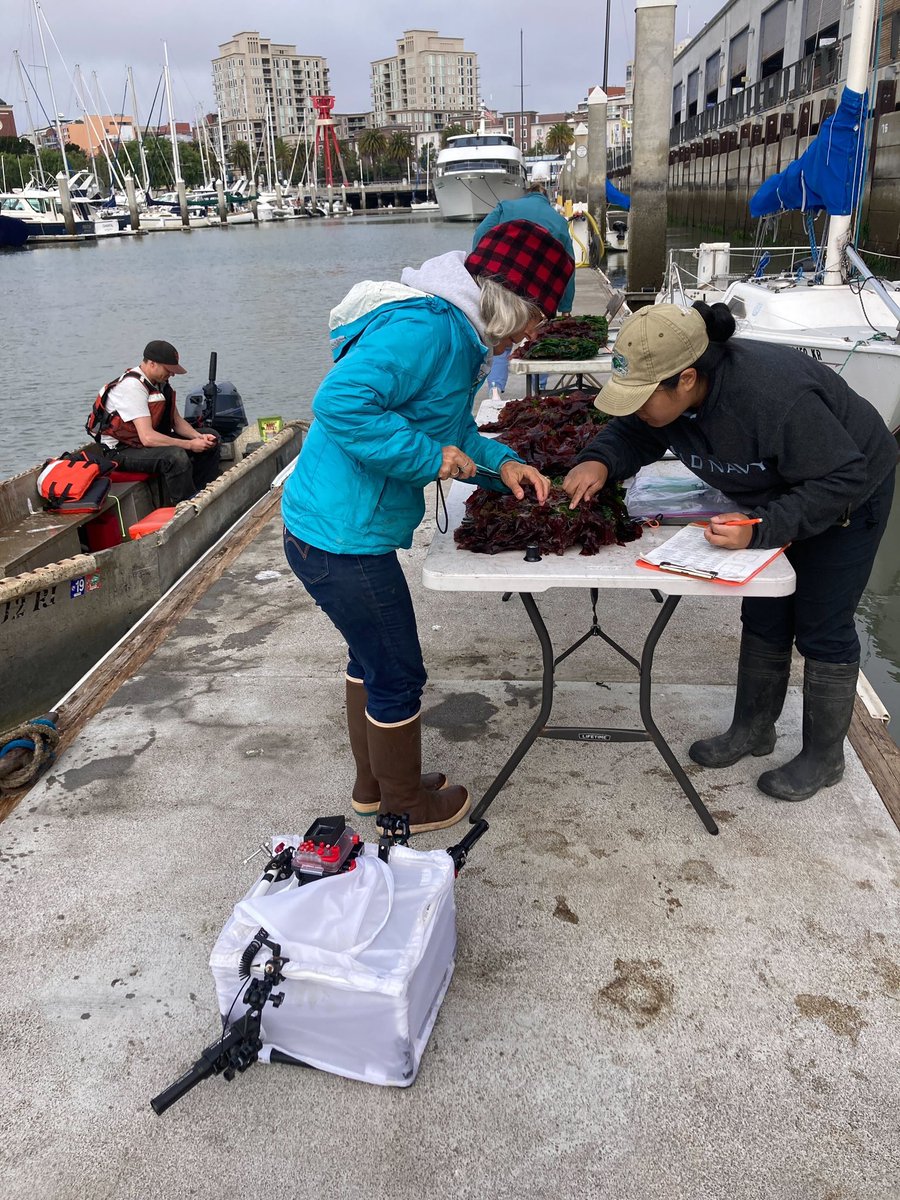 SERCinvasions's tweet photo. Last day of monitoring this week! Our tiles have been out for 9 months now and it’s exciting to see the growth and changes that have occurred since the spring! #LivingSeawall #Surveys #SFBay #SERCWest #SouthBeachHarbor 
📷 @jsickashere, @CorrynKnapp https://t.co/k1T6PxwD73