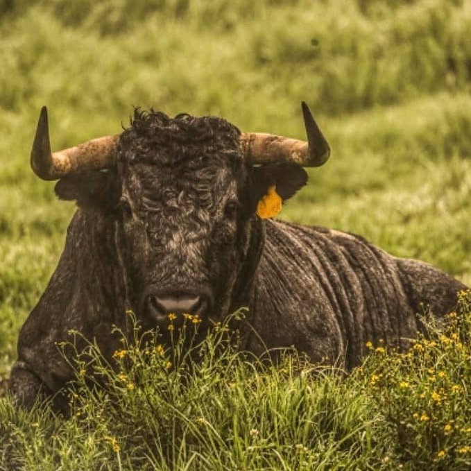 Nunca nos cansaremos de admirar y amar al toro de lidia, los taurinos somos los verdaderos animalistas...

#CaparicaMJR #torosbravos #Belleza #mexico #Naturaleza #BioDiversidad #bienestaranimal #animalistas <a href="/rovimi/">@rovimi</a>
Foto:  Manolo Briones