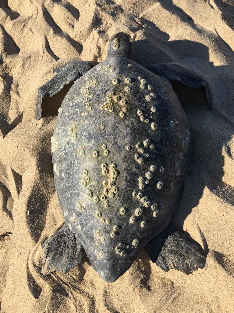 CutziOchoa's tweet photo. #2023BNTTIPN #IPN #CBG #4/7
Conocer y evaluar los rasgos de historia de vida de las hembras de tortuga negra (Chelonia mydas agassizii)de Playa Colola, México, utilizando datos morfométricos y reproductivos es de fundamental importancia. https://t.co/EJNPOdsCnP