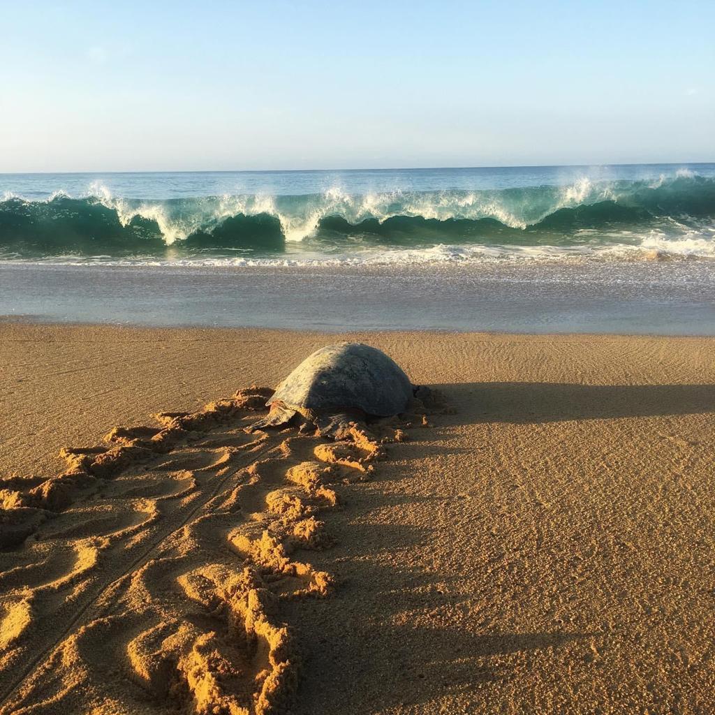 CutziOchoa's tweet photo. #2023BNTTIPN #IPN #CBG #5/7
Tortuga negra (Chelonia mydas agassizii)

¿Sabías qué?, Las hembras de tortuga negra tienen un tamaño corporal de 85,7 cm
¿Sabías qué?, Las hembras de tortuga negra alcanzan la madurez sexual a los 24 años https://t.co/4B0xHJwcmI
