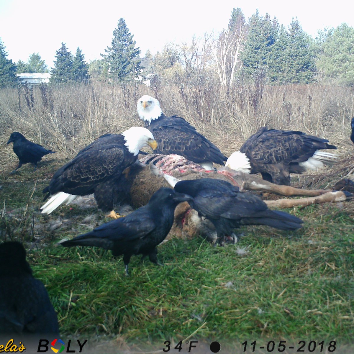 offal_watch's tweet photo. #BaldEagles are beautiful, iconic birds and our national emblem but they're not too regal to pass up scavenging  when the opportunity arises! While known for their fishing skills, they're also adept scavengers and are frequently caught on our offal cams
 #mnenrtf #mnextension https://t.co/ujQjEq6fOM