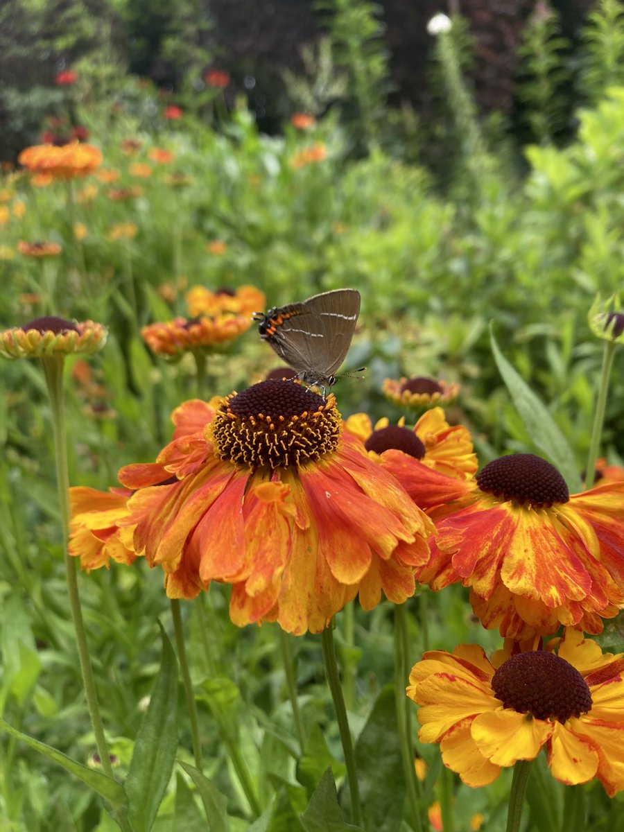 When you’re running a Flower-Insect Timed Count session and a participant gets a White-letter Hairstreak! 🦋 🔎 Castle Vale Park, Berwick-upon-Tweed @PoMScheme @NENature_ @savebutterflies