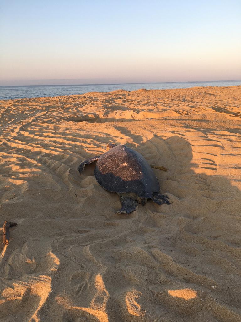 CutziOchoa's tweet photo. #2023BNTTIPN #IPN #CBG #6/7

Los rasgos de historia de vida encontrados en la población de tortuga negra (Chelonia mydas agassizii) presentan los valores más bajos reportados con respecto a los estudios realizados en las poblaciones del Atlántico y del Indo-Pacífico https://t.co/IL6yCNhX8g