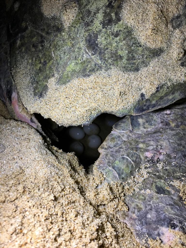CutziOchoa's tweet photo. #2023BNTTIPN #IPN #CBG #5/7
Tortuga negra (Chelonia mydas agassizii)
¿Sabías qué?, Las hembras de tortuga negra depositan en promedio 69,3 huevos por puesta y 196 huevos por temporada
¿Sabías qué? registran intervalos de remigración entre 3 y 5 años. https://t.co/5IKY1xoq54