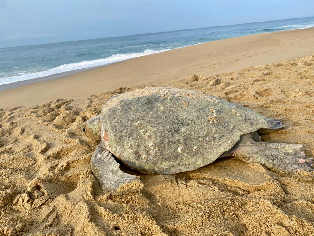 CutziOchoa's tweet photo. #2023BNTTIPN #IPN #CBG #7/7
¿Por qué es importante conocer la historia de vida de esta especie?
Porque, permite tomar mejores decisiones de gestión y estrategias de conservación de la población desde el punto de vista morfológico y reproductivo. https://t.co/7HMdix3VX0