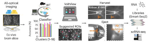 Nature Methods (@naturemethods) on Twitter photo Voltage-Seq from the <a href="/FuzikLab/">FuzikLab</a> combines voltage imaging, optogenetics and single-cell RNA-seq for high-throughput analysis of functional and transcriptomic properties of neurons in situ.
<a href="/csillagvera/">Veronika Csillag</a> <a href="/karolinskainst/">Karolinska Institutet</a>
nature.com/articles/s4159… Voltage-Seq from the <a href="/FuzikLab/">FuzikLab</a> combines voltage imaging, optogenetics and single-cell RNA-seq for high-throughput analysis of functional and transcriptomic properties of neurons in situ.
<a href="/csillagvera/">Veronika Csillag</a> <a href="/karolinskainst/">Karolinska Institutet</a>
nature.com/articles/s4159…