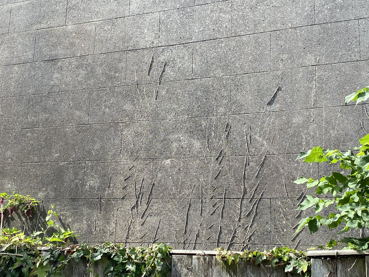 GatePostSign's tweet photo. #bumBattenThursday was a typo, should have been Bump batten; the strip which a gate rests against when closed. I reserve it for the observations I have which don’t fit into the normal hashtags.
Today I give you ‘peek a boo’ bollards, a family carving and climber remnants. https://t.co/E0Ve1TDQZJ