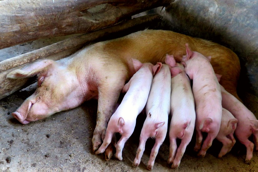 ARCOSNetwork's tweet image. Jacqueline Kagoyire's remarkable journey with
@ARCOSNetwork in Rwanda's @rulindodistrict exemplifies the incredible impact of #landscaperestoration as an integrated approach that touches livelihoods 🌱

arcosnetwork.org/?p=12992

#NatureandPeople