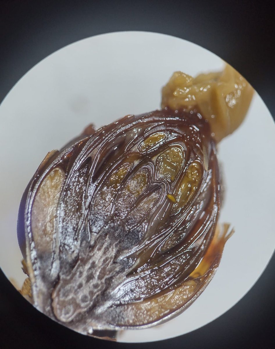 veganabiologica's tweet photo. Taxonomia é realmente a área da biologia exclusiva para pessoas chatas e minuciosas?
Se você é hater de botânica e fica entediado só de ouvir falar em taxonomia vegetal, segue a thread para entender a sua importância!
#BioThreadBR https://t.co/bFwg6TMZyP