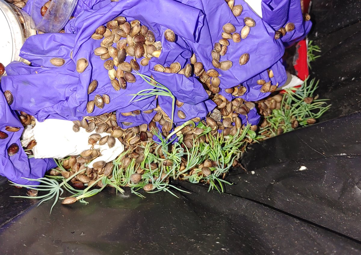 Limber pine seedlings are incredibly resilient and drought-tolerant. After counting germinated seeds in mid-June, I couldn't plant all of the seeds (time & resource limits) and threw them away. Here we see they were able to put down roots and survive 2-4 weeks of dry trashcan.