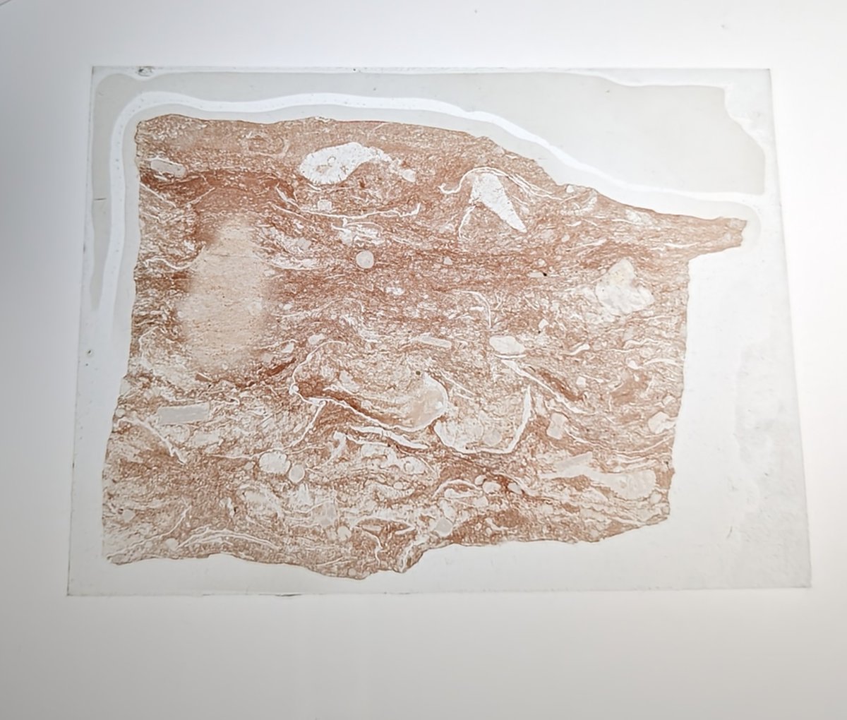 Palaeobarbie's tweet photo. Have been looking at some large thin sections of Permian rock from N. E Nevada. 
I'm looking at fossil invertebrates like molluscs &amp; other shelly animals. 
I like how the rocks are pink in colour! 

#palaeobarbie #Barbie #fossils #thinsectionthursday #BarbieMovie #Permian #Pink https://t.co/um94ty35u1