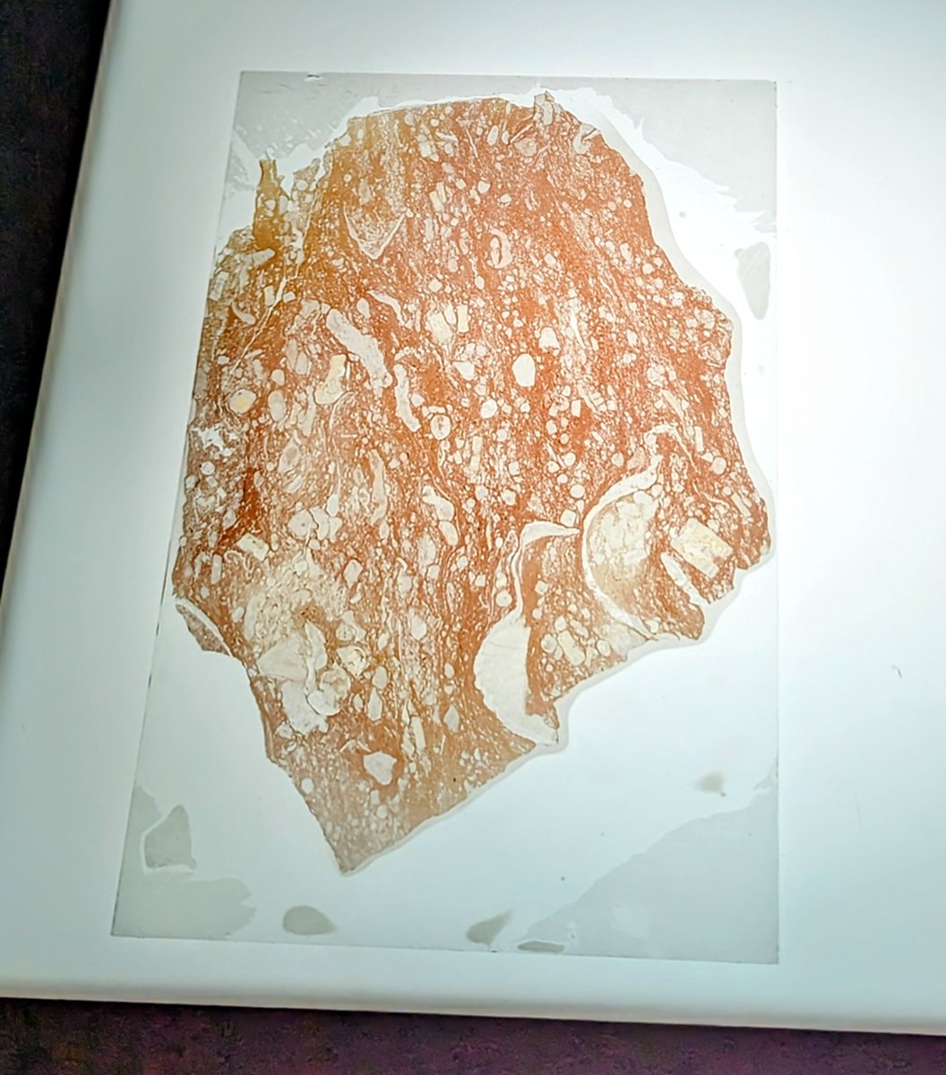 Have been looking at some large thin sections of Permian rock from N. E Nevada. 
I'm looking at fossil invertebrates like molluscs &amp; other shelly animals. 
I like how the rocks are pink in colour! 

#palaeobarbie #Barbie #fossils #thinsectionthursday #BarbieMovie #Permian #Pink