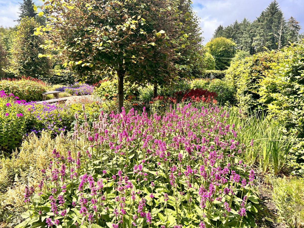 GardenerFliss's tweet image. “It’s a place where I find myself when I need to lose myself” could be said by most of you ? .⁦#garden #happyplace #gardensoftwitter