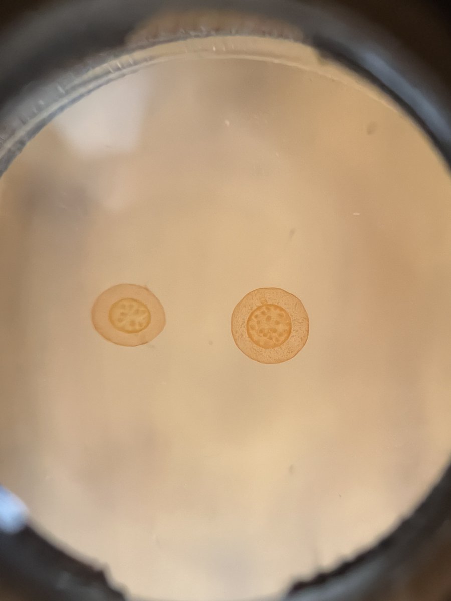 Many thanks to Aaron L. from <a href="/Discover_Echo/">ECHO</a> for paying a visit &amp; for this awesome wood scope! Already put it to use by taking an image of everyone's favorite sample slide, Convallaria 🙂🔬