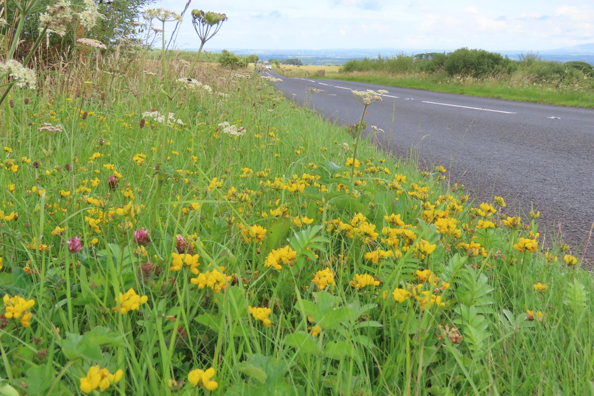 Stunning roadside verge. #dontmow Native wildflowers looking incredibly beautiful. We don't need to sow 'wildflowers' into our verges!
