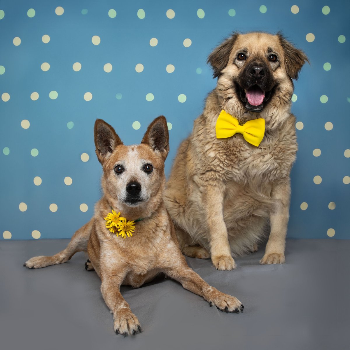What could be better than adopting a loving, senior companion? How about two?? These easygoing best friends, Oso and Olivia, are looking for a home where they can live out their golden years together.✨ Learn more about adopting this bonded pair: bit.ly/44ztg5L
