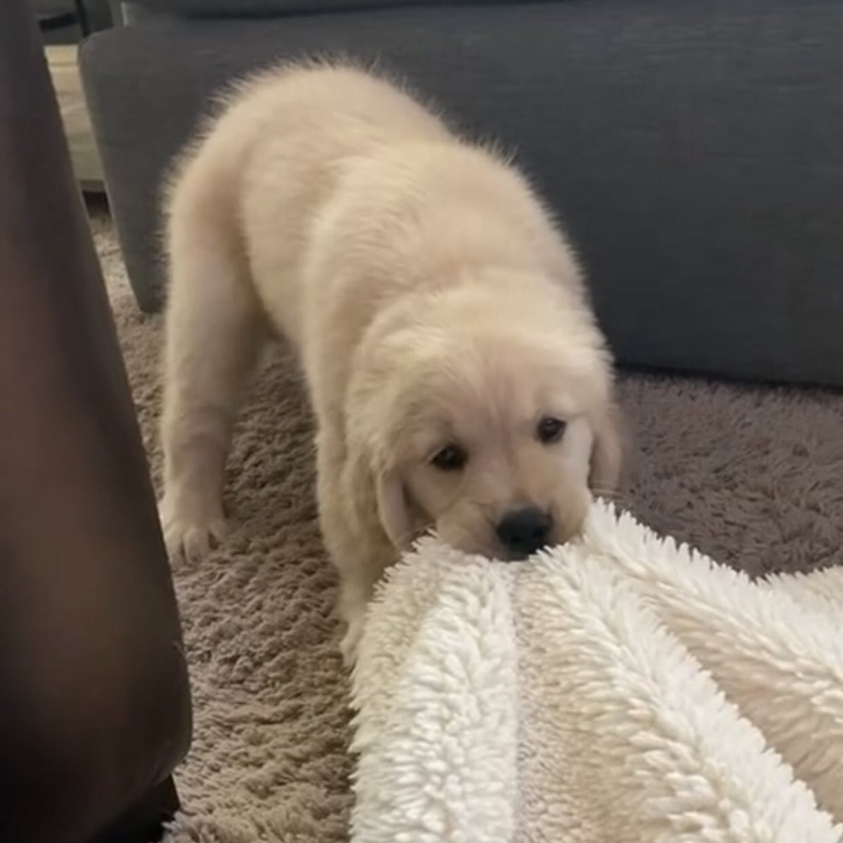 takemybear 🐶 tweet media