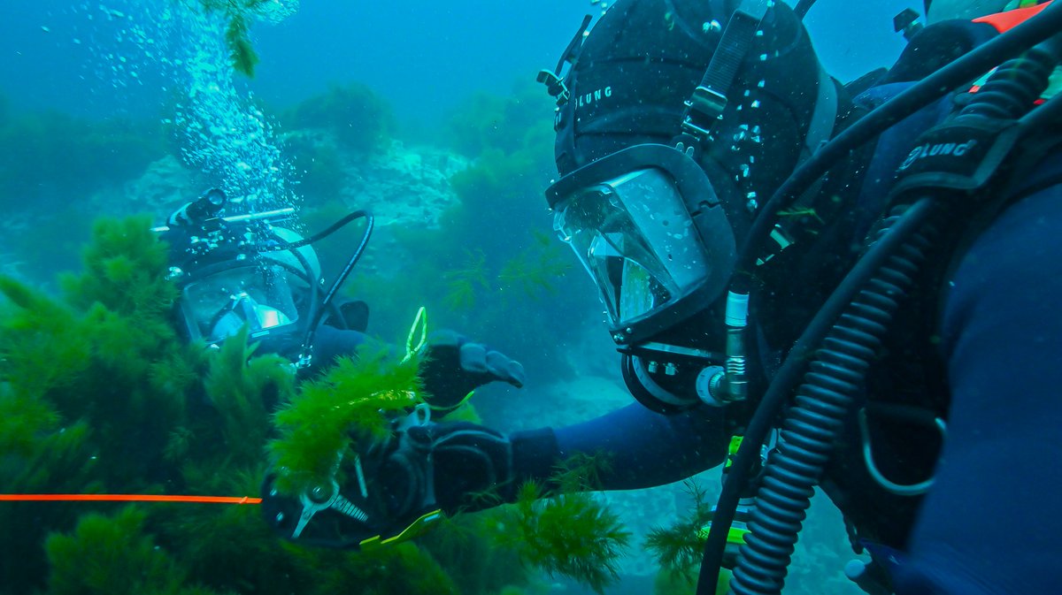 From the rugged coastlines of Lawn, Newfoundland, Canadian Clearance Divers are venturing into the depths of the North Atlantic Ocean. 🪨🤿