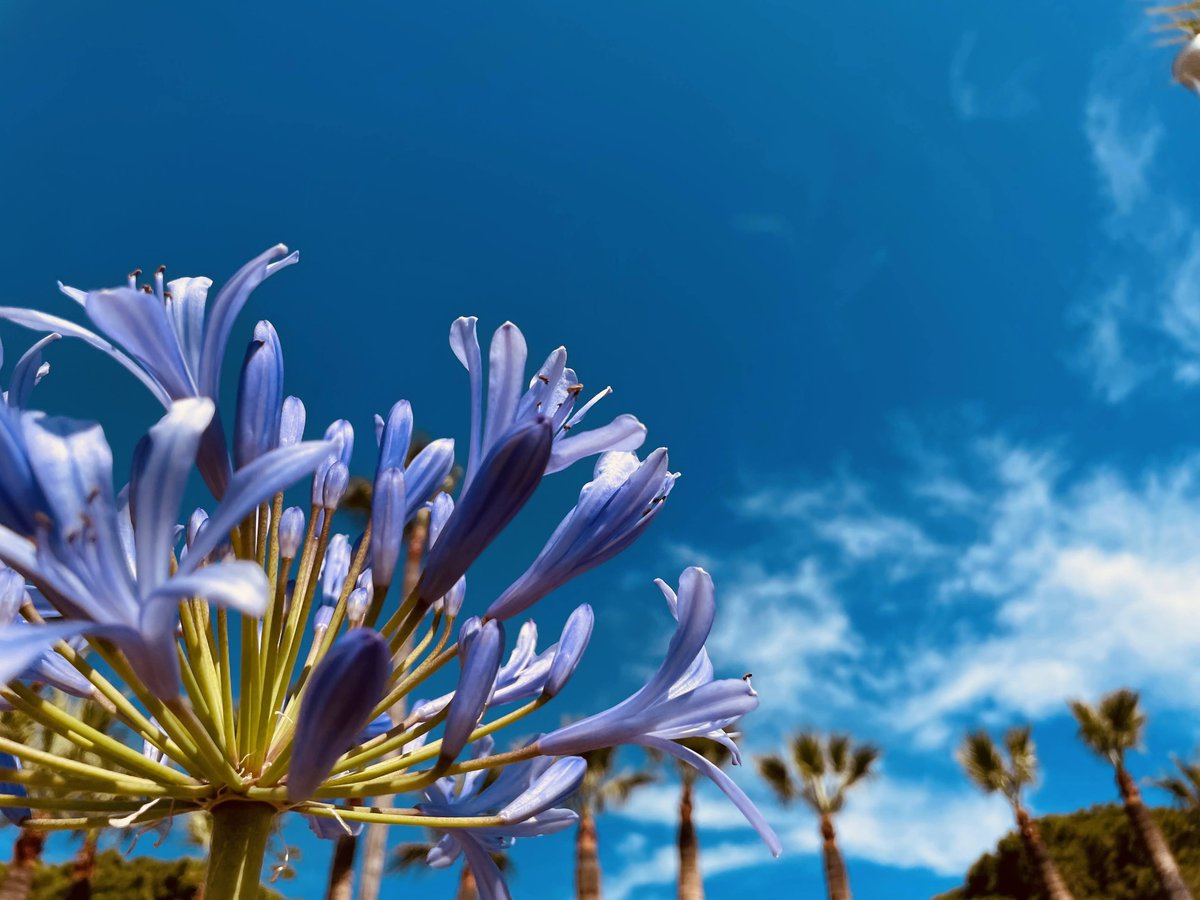 HotelAlexandre3's tweet photo. O yes.
#oyes #oye #ohlala #cotedazurfrance #onatousbesoindusud #labeaute #instaflowers #instasummer #cannes2023 #laile #garlic https://t.co/5I6kG7jz8w