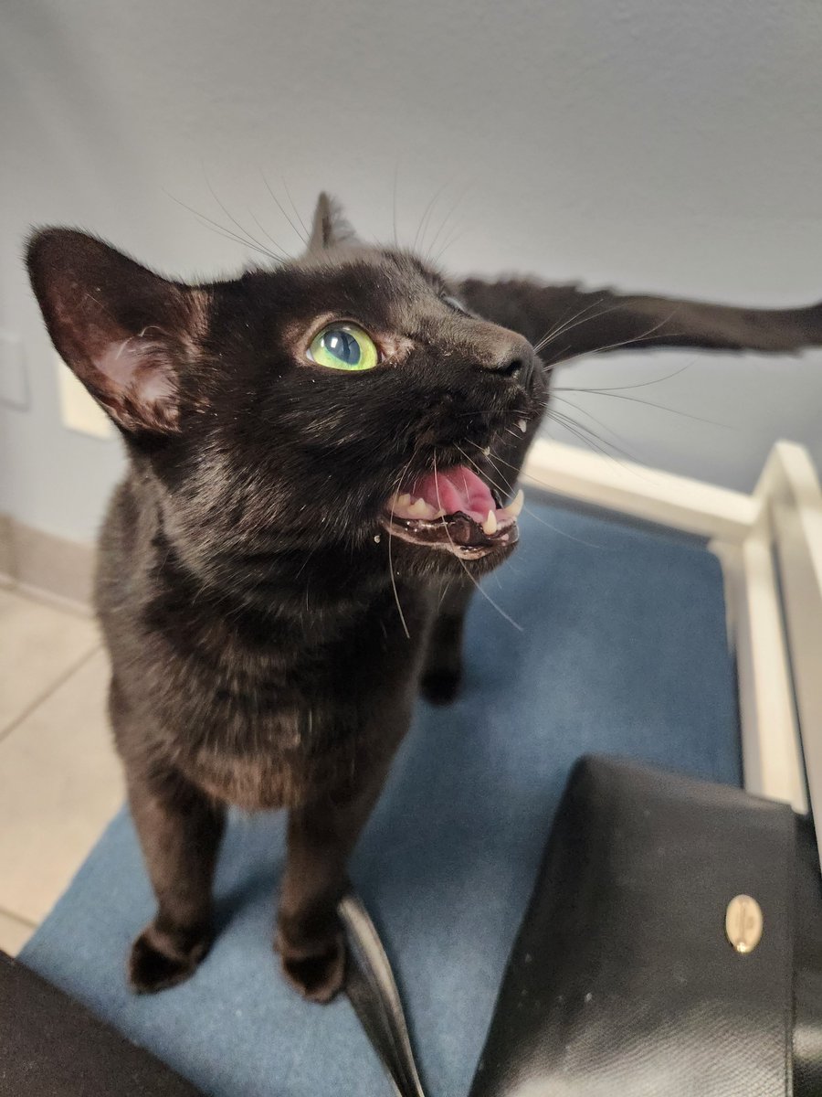 Katadiki (named after DragonFable's DoomKitten) hopes you're having a good day, better than hers. She is preparing to explain to the Vet why she does NOT need shots.