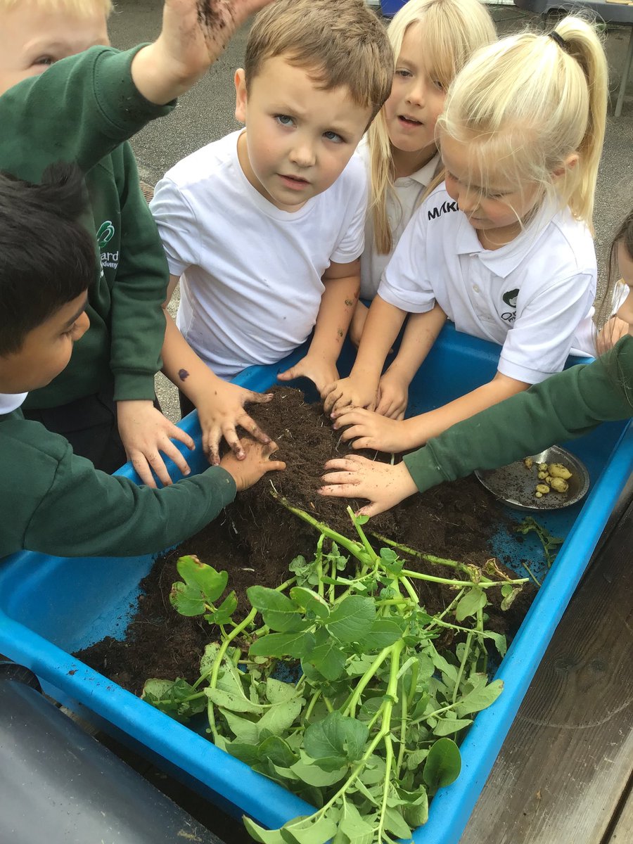 hazel_orchard's tweet photo. Yesterday we had fun harvesting our potatoesπ₯. Today we got the chance to taste them! Some loved them, others not so much! #scienceatOrchard @orchard_maple @OrchardPrimaryA @TeamPastoral https://t.co/WIoQLn0JwV