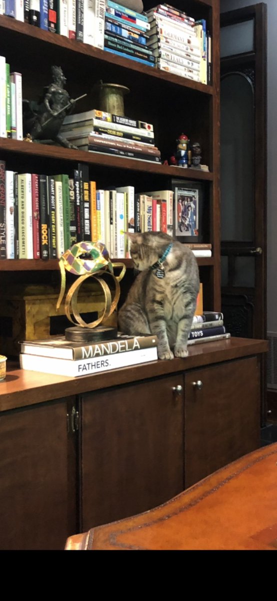 ClariceFox4's tweet photo. Stage 19: The Bookcase Challenge requires Agility &amp; Stealth. Climb into a shelf, chill there, climb out…check the scene…then look at the Judges. To pass this test nothing should be disturbed, nothing should move. Nothing did. #conquerthecourse #tourdecouch2023 #golegacy https://t.co/tZjFf6EsLq