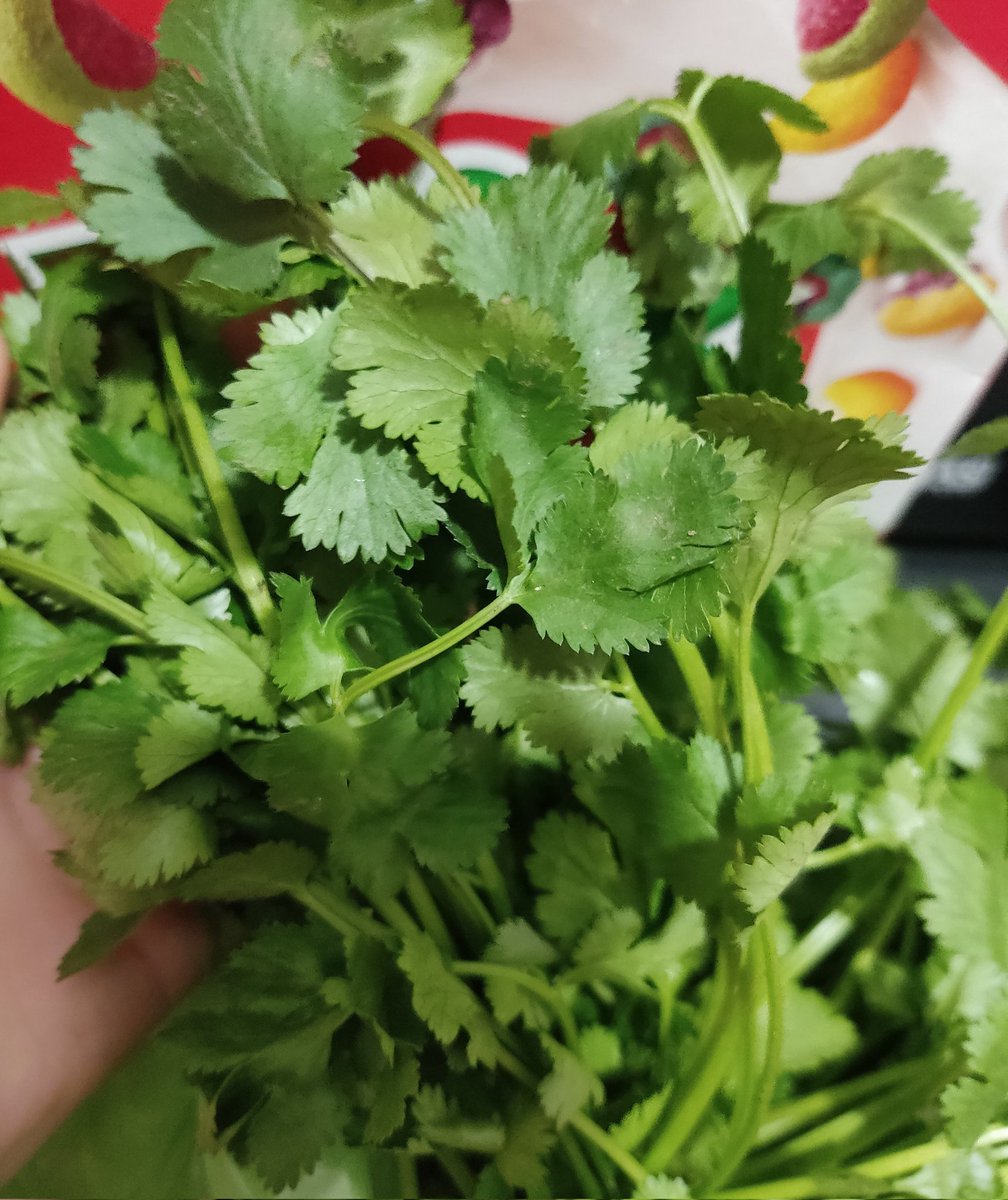 Esk4rl3t_w1tch's tweet photo. Sin googlear, es cilantro o perejil???!! https://t.co/QhSQYjlyls