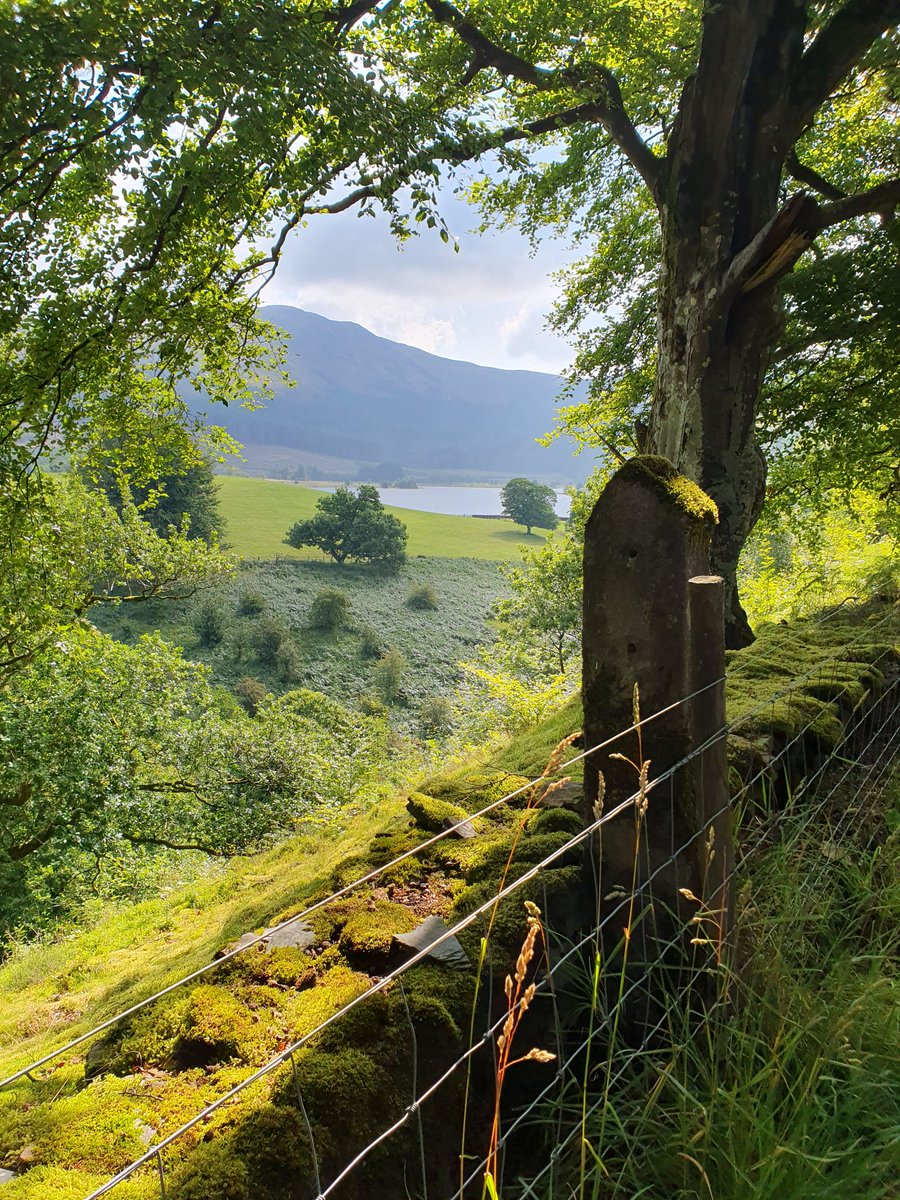 SheilaG17662835's tweet photo. Today's #wainwrightwalk was Blake Fell and Gavel Fell via Cogra Moss. Super start saw #osprey fishing. Good fairly easy walk for #over65s . A bit hazy but great #mountain #Views over Buttermere and Ennerdale fells.
#Cumbria #LakeDistrict @FellPics https://t.co/yH7LjxL6qE