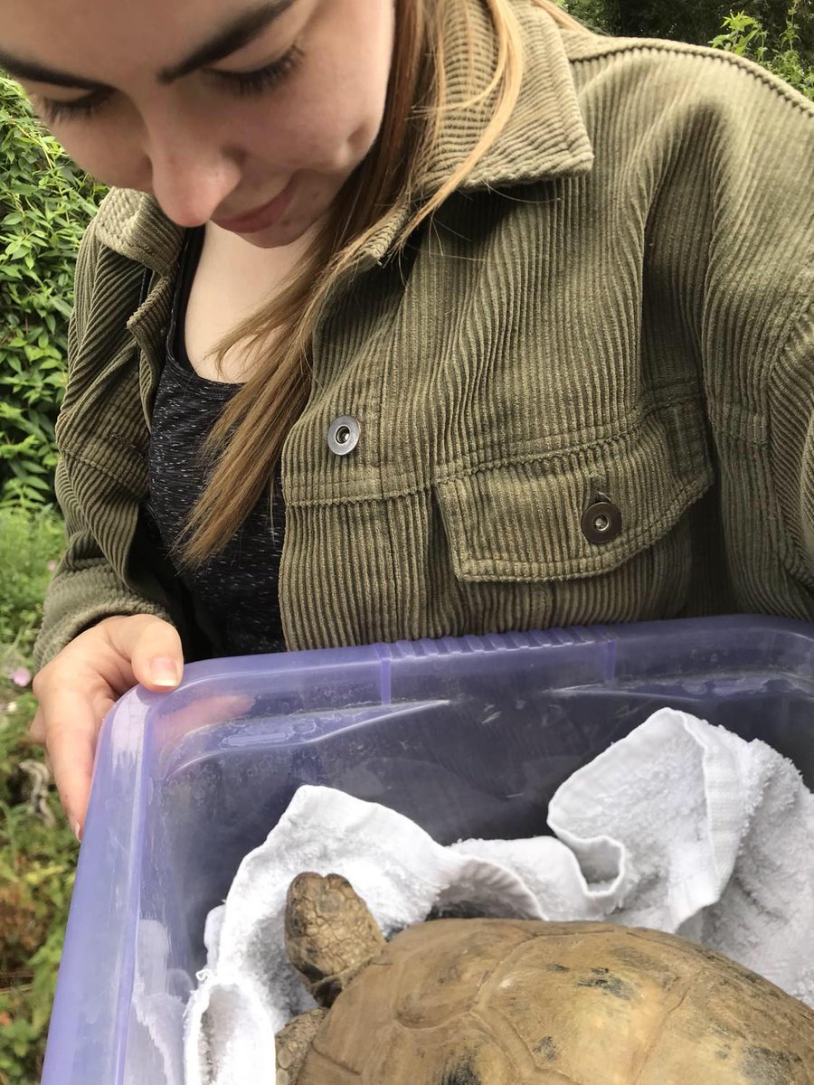 A special resident went to her forever home! ‘Red’, a North African spur thigh over 100 years old. Came to us with runny nose which, after swabs and x-rays confirmed pneumonia. With antibiotics, a healthy weed diet and a year of intensive care, she's ready for her next chapter 🙂