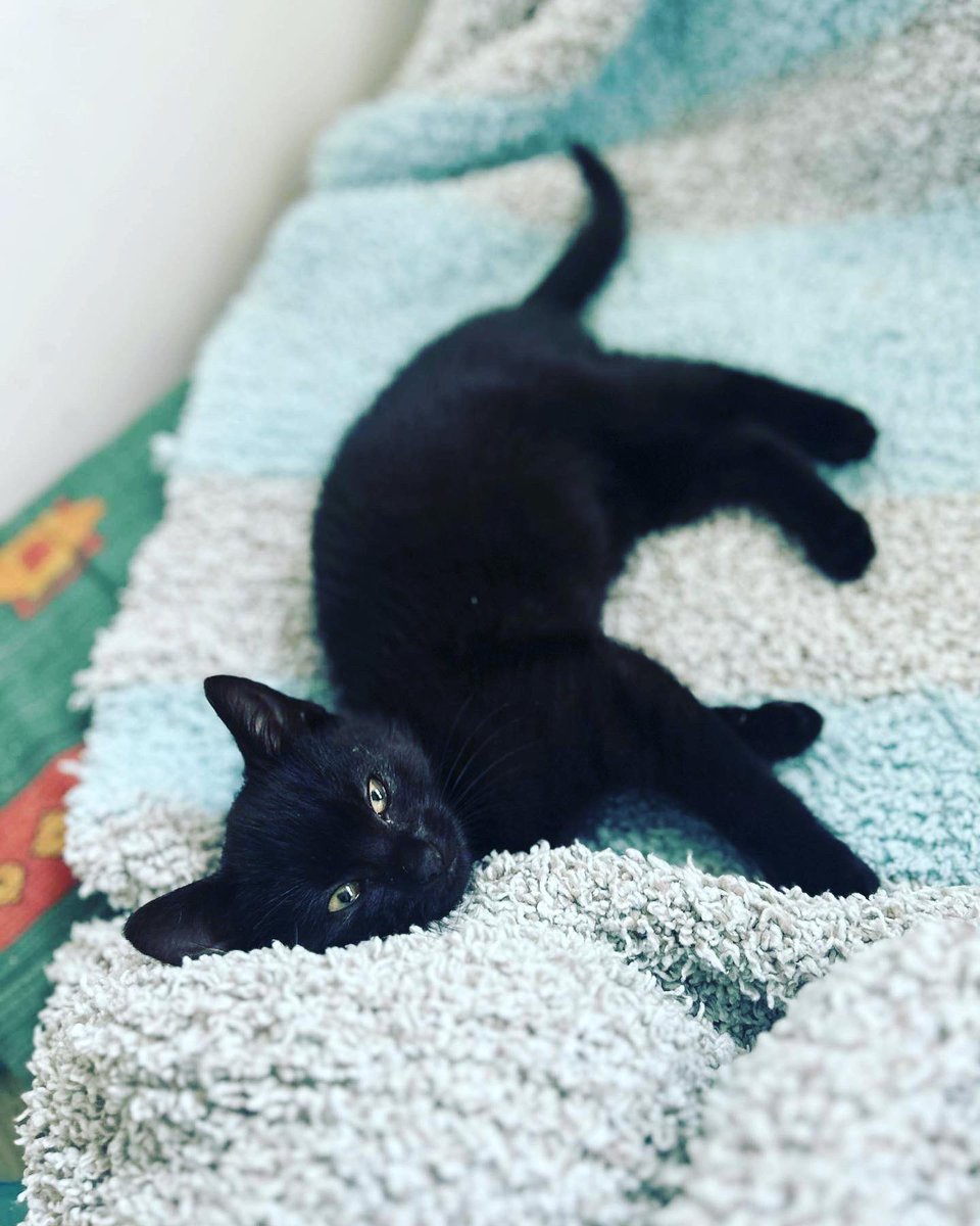 epa251116's tweet photo. A l’adoption : 
ULYSSE, mâle noir de 2 mois1/2 
Adorable chaton ! Une vrai boîte à ronrons 🩵 https://t.co/dkcEAQikUr