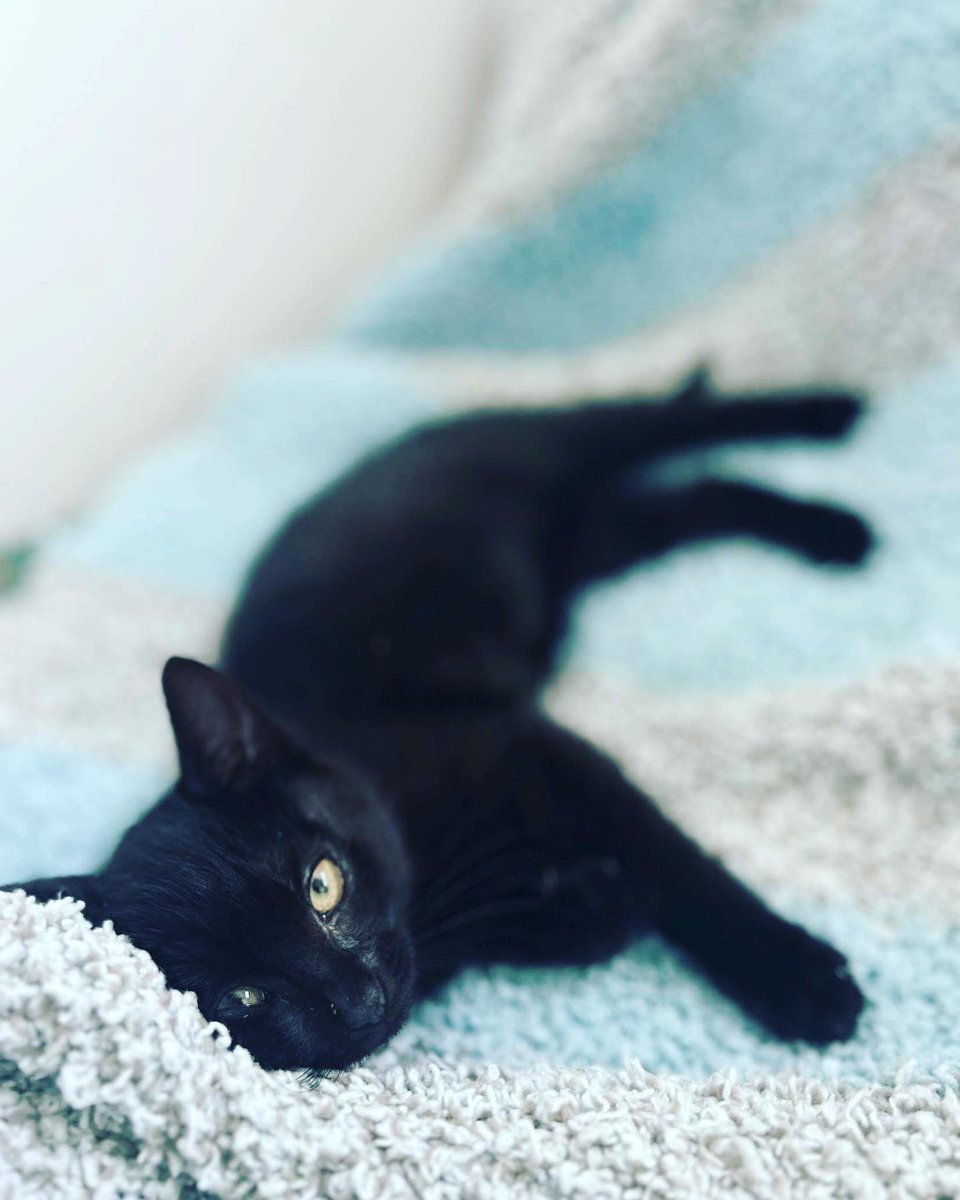 epa251116's tweet photo. A l’adoption : 
ULYSSE, mâle noir de 2 mois1/2 
Adorable chaton ! Une vrai boîte à ronrons 🩵 https://t.co/dkcEAQikUr