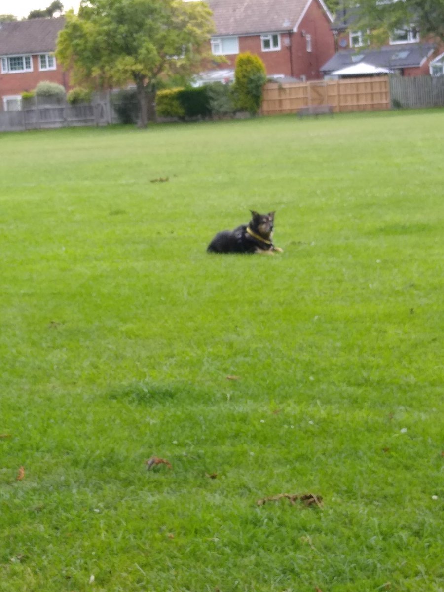 TamseyKitten's tweet photo. Bruno chilling waiting for his friends https://t.co/JeJvwsv1z1