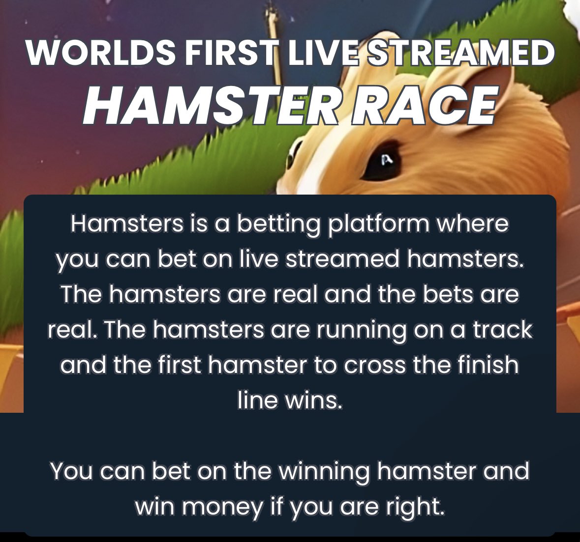 okay so the timeline is now betting on hamster races using crypto  https://t.co/CCAV89p257