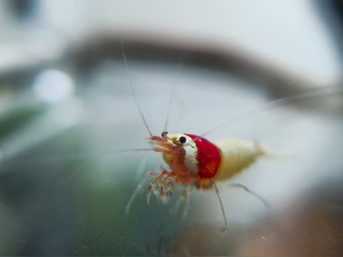 CD_Musgrave's tweet photo. Van die shrimps vanaand #Caridina #OrangeEyeRoyalBlue #BlackPinto #OrangeEyeRedTiger #RedCrystal #BreedingShrimps 🦐 https://t.co/LCQWmnYP7r